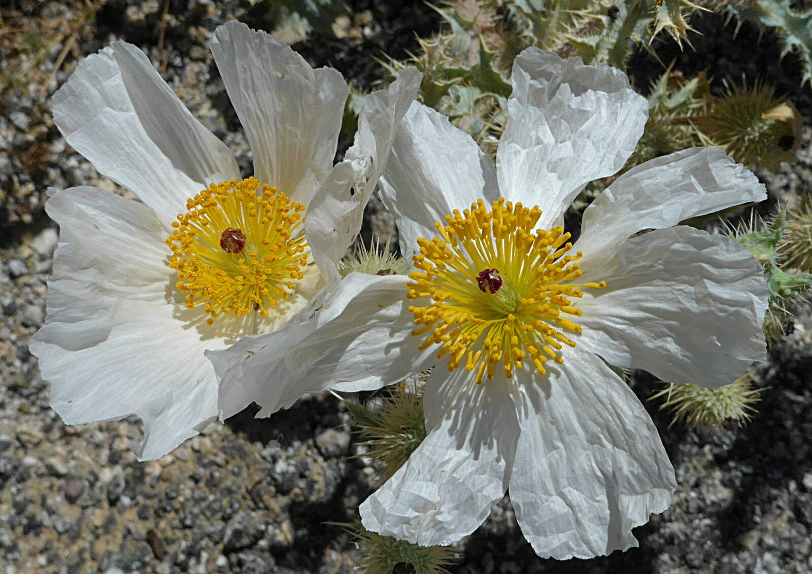 High Resolution Argemone munita Flower